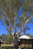 Telegrafenstation Alice Springs