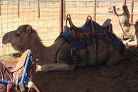 Stopp auf einer Kamelfarm im Outback