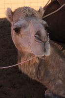 Stopp auf einer Kamelfarm im Outback