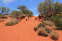 rote Sanddüne Outback