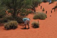 rote Sanddüne Outback