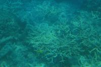 Halb-U-Boot Great Barrier Reef