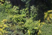 über das Dach des Regenwaldes