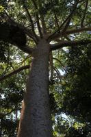 Regenwald Atherton Tablelands