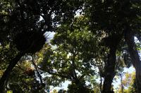 Regenwald Atherton Tablelands