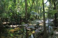 Mossman Gorge