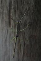 Mittagessen im Regenwald ;-)