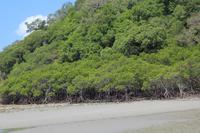 Cape Tribulation