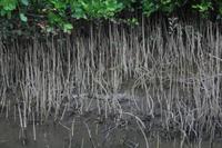 Daintree River Krokodilsafari