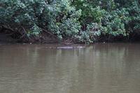 Daintree River Krokodilsafari