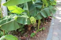 Singapur – Orchideengarten