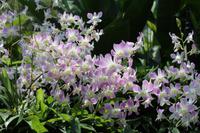 Singapur – Orchideengarten