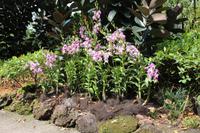 Singapur – Orchideengarten