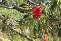 Singapur – Orchideengarten