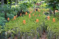 Singapur – Orchideengarten