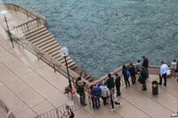 Sydney – Seehund am Opernhaus