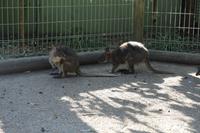 Featherdale Wildlife Park – Kängurus