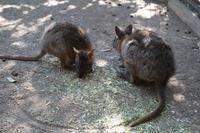 Featherdale Wildlife Park – Kängurus