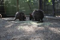 Featherdale Wildlife Park – Kängurus