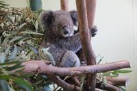 Featherdale Wildlife Park – Koala