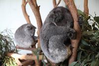 Featherdale Wildlife Park – Koalas
