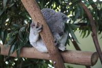 Featherdale Wildlife Park – Koala