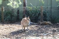 Featherdale Wildlife Park – Känguru