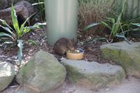 Featherdale Wildlife Park