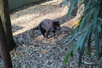Featherdale Wildlife Park – Tasmanischer Teufel