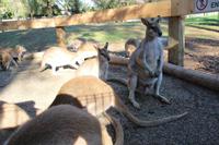 Featherdale Wildlife Park – Kängurus