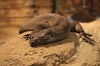 Featherdale Wildlife Park