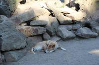 Featherdale Wildlife Park – Dingo