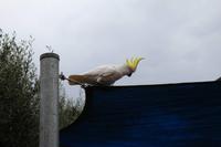 Great Ocean Road – Kakadu