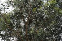 Great Ocean Road – Koala