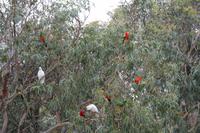 Great Ocean Road – Papageien und Kakadus