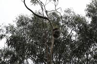 Great Ocean Road – Koala