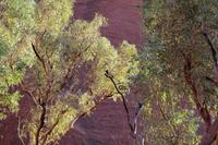 Wanderung am Ayers Rock