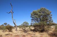 Fahrt nach Alice Springs