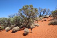 Fahrt nach Alice Springs