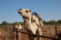Fahrt nach Alice Springs – Mt. Ebenezer Roadhouse