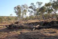 Fahrt nach Alice Springs – Mt. Ebenezer Roadhouse