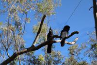 Alice Springs – Desert Park