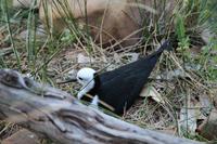 Alice Springs – Desert Park