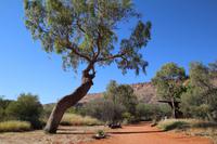 Alice Springs – Desert Park