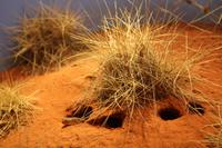 Alice Springs – Desert Park