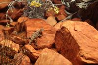 Alice Springs – Desert Park