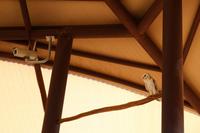 Alice Springs – Desert Park