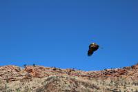 Alice Springs – Desert Park