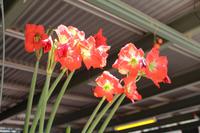 Western Macdonnell Ranges – Standley Chasm