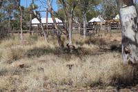 Alice Springs – Känguru mit Jungem an Telegrafenstation